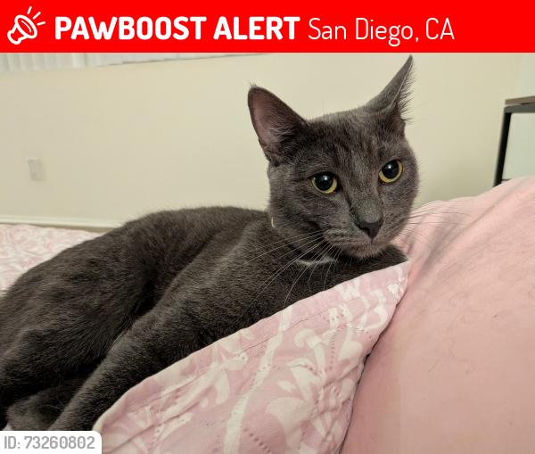 Lost Female Cat last seen Eaves apmts, San Diego, CA 92123