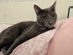 Lost Female Cat last seen Eaves apmts, San Diego, CA 92123