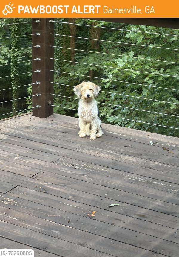 Found/Stray Female Dog last seen Cleveland Highway, Gainesville, GA 30506
