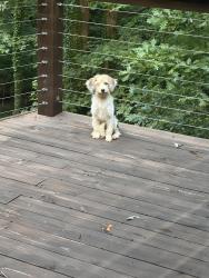 Found/Stray Female Dog last seen Cleveland Highway, Gainesville, GA 30506