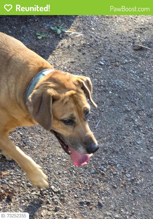 Reunited Female Dog last seen Jones Rd, Renton, WA 98058