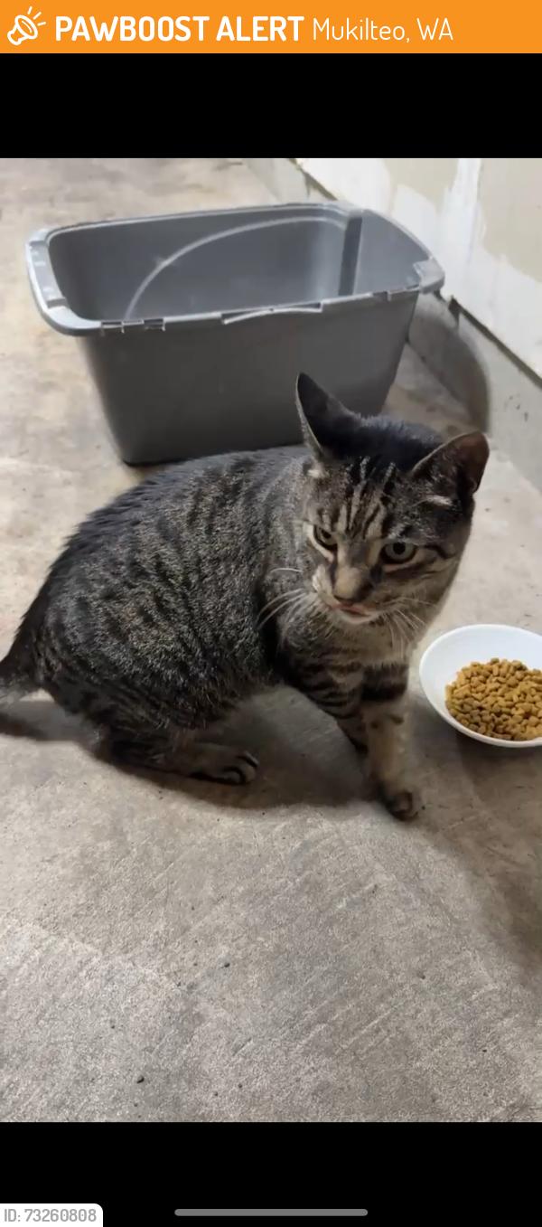 Found/Stray Unknown Cat last seen Possession way & harbor point, Mukilteo, WA 98275