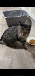 Found/Stray Unknown Cat last seen Possession way & harbor point, Mukilteo, WA 98275