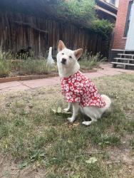 Reunited Male Dog last seen Near Lincoln st 80293, Denver, CO 80203