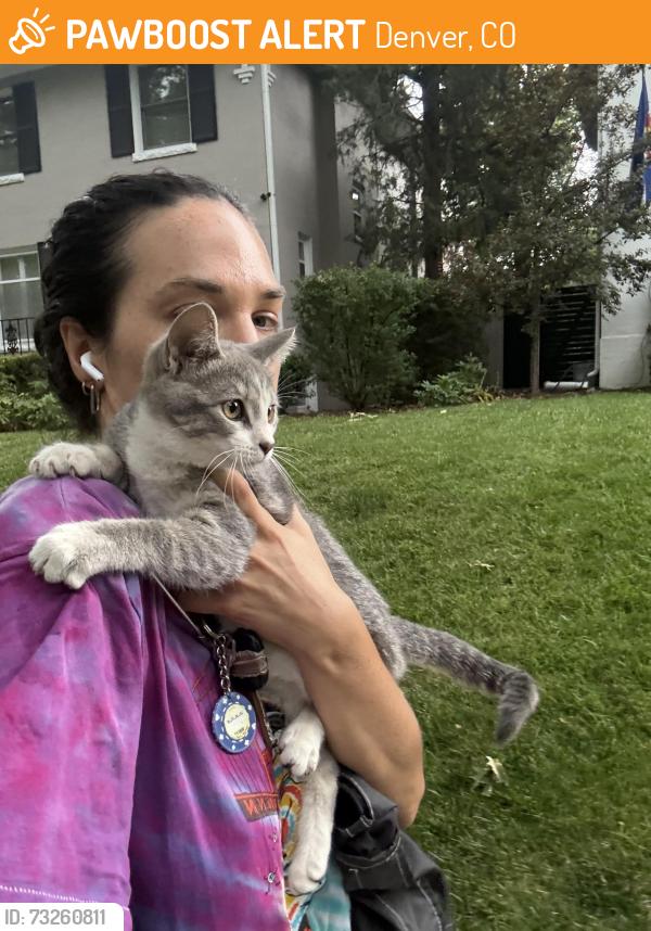 Found/Stray Female Cat last seen Cherry Creek, Denver, CO 80206