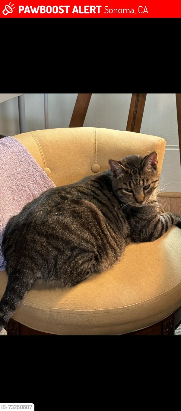 Lost Male Cat last seen Broadway/Leveroni, Sonoma, CA 95476
