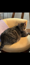 Lost Male Cat last seen Broadway/Leveroni, Sonoma, CA 95476