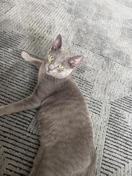 Reunited Male Cat last seen Wildspring and haligus, Lake in the Hills, IL 60156