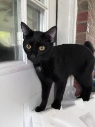 Reunited Male Cat last seen Alben Street, Alton, IL 62002