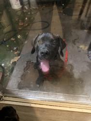 Found/Stray Unknown Dog last seen Service ave/ Vincent ave, West Covina, CA 91790