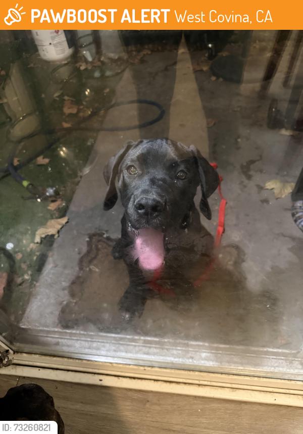 Found/Stray Unknown Dog last seen Service ave/ Vincent ave, West Covina, CA 91790