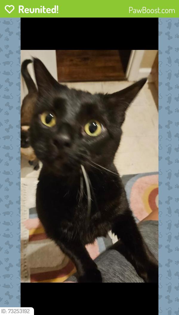 Reunited Male Cat last seen Country club, Mansfield, TX 76063