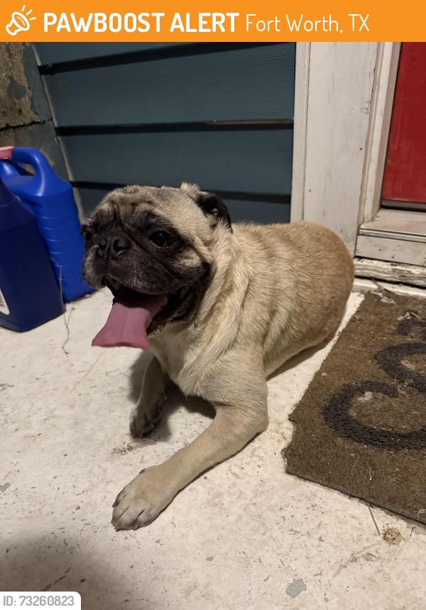 Found/Stray Male Dog last seen 31st and Clinton ave, Fort Worth, TX 76106