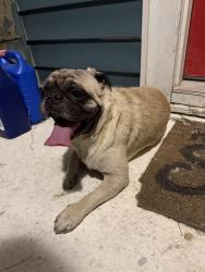 Found/Stray Male Dog last seen 31st and Clinton ave, Fort Worth, TX 76106