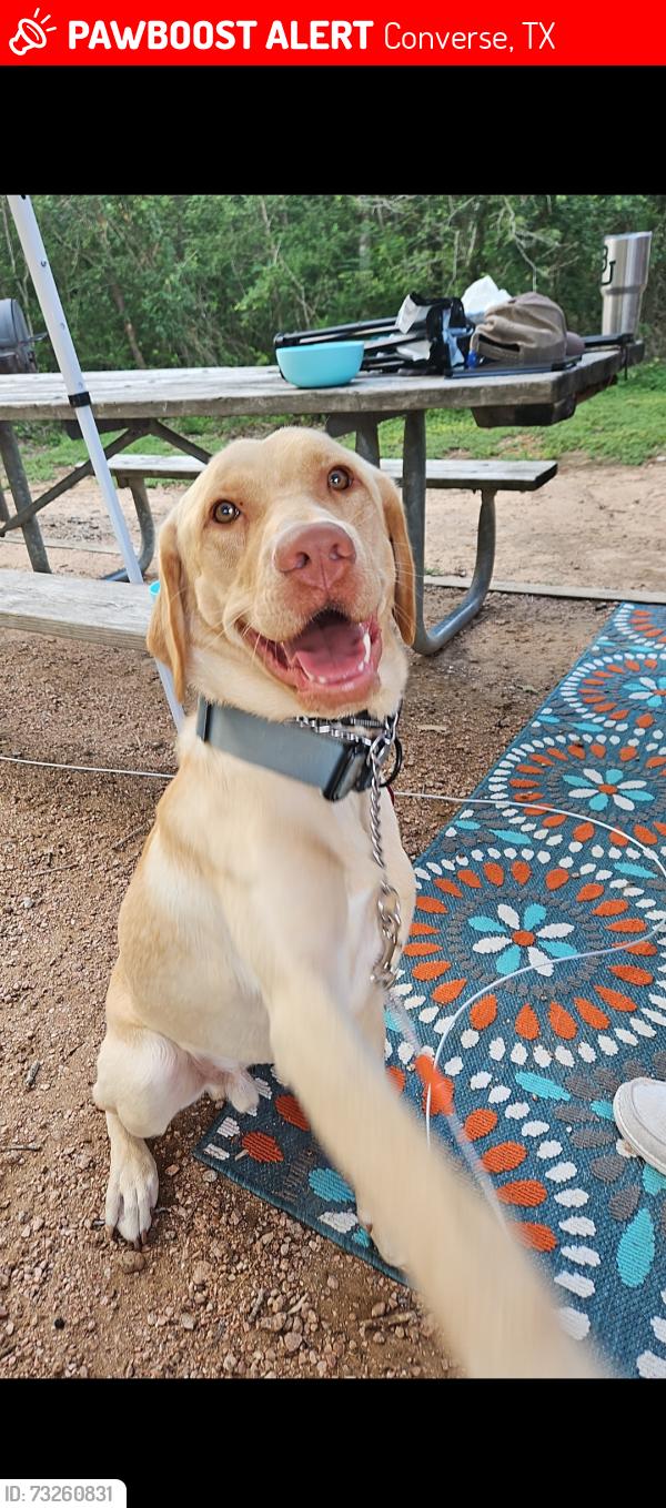 Lost Male Dog last seen Meadow Ash Dr, off FM 78 by the Circle K, Converse, TX 78109