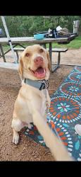 Lost Male Dog last seen Meadow Ash Dr, off FM 78 by the Circle K, Converse, TX 78109