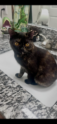Lost Female Cat last seen In apmt at Galatyn Station, Richardson, TX 75082