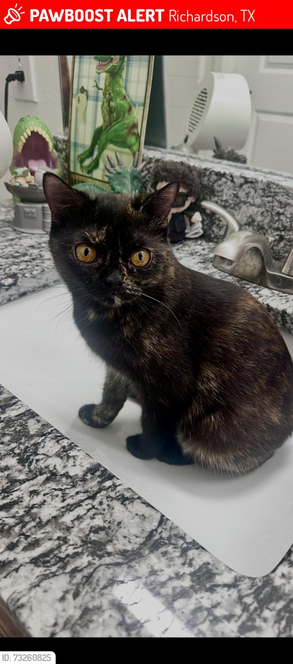 Lost Female Cat last seen In apmt at Galatyn Station, Richardson, TX 75082
