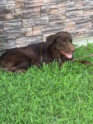 Lost Male Dog last seen Laredo st, Oviedo rd, Santander, Brownsville, TX 78520