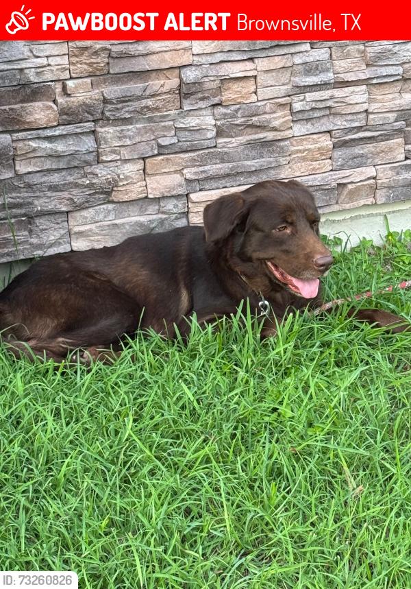 Lost Male Dog last seen Laredo st, Oviedo rd, Santander, Brownsville, TX 78520