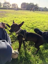 Reunited Female Dog last seen Raymond ave and 45th st, Los Angeles, CA 90037