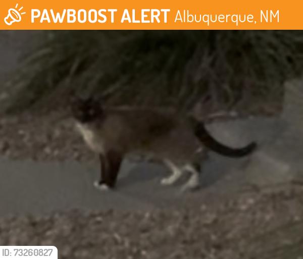 Found/Stray Unknown Cat last seen Wyoming and Academy, Albuquerque, NM 87109
