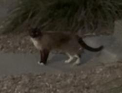 Found/Stray Unknown Cat last seen Wyoming and Academy, Albuquerque, NM 87109