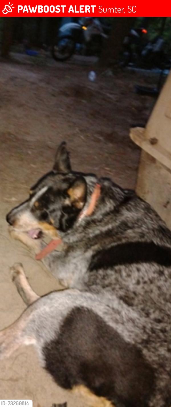 Lost Male Dog last seen Hillside memorial park, Sumter, SC 29154