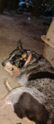 Lost Male Dog last seen Hillside memorial park, Sumter, SC 29154