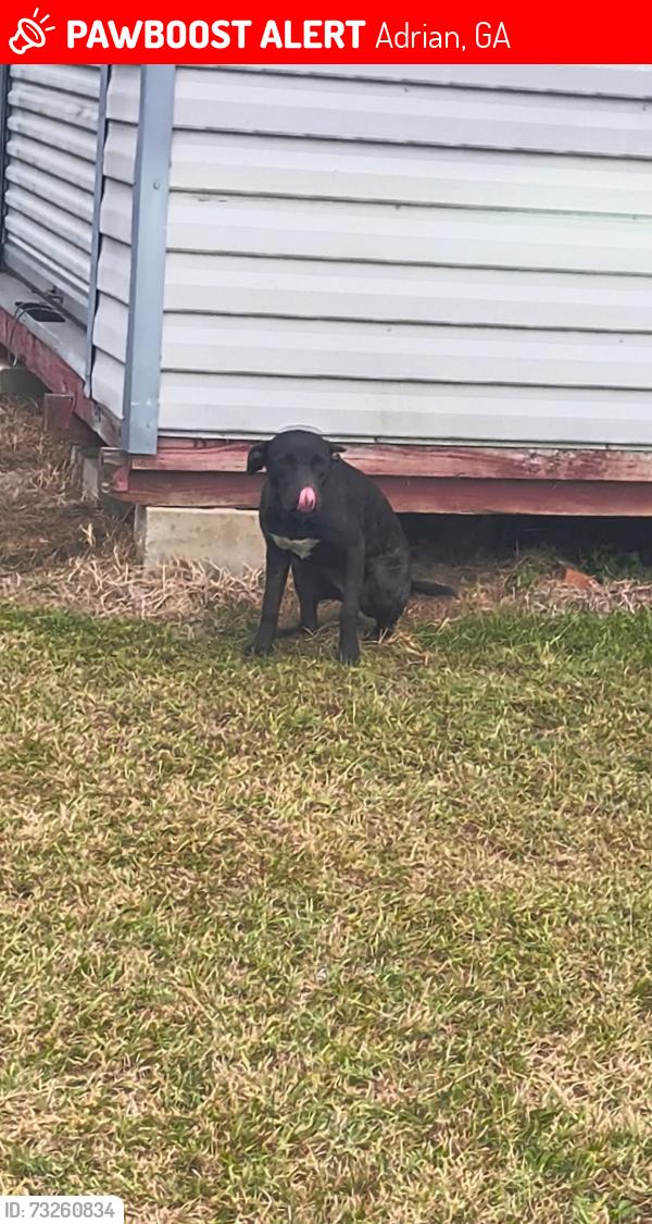 Lost Female Dog last seen Cattle road Morris cattle field, Adrian, GA 31002