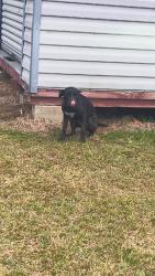 Lost Female Dog last seen Cattle road Morris cattle field, Adrian, GA 31002