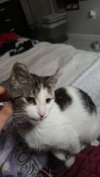 Reunited Female Cat last seen Morningside Dr, Dalton, GA 30721, USA, Dalton, GA 30721