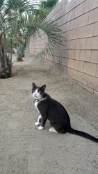 Lost Male Cat last seen Near liberty st, Indio, CA 92201