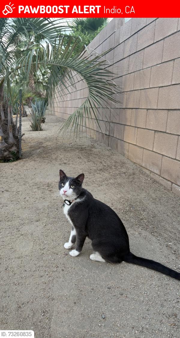 Lost Male Cat last seen Near liberty st, Indio, CA 92201