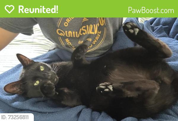 Reunited Male Cat last seen Brookhaven and Purdy, Placentia, CA 92870