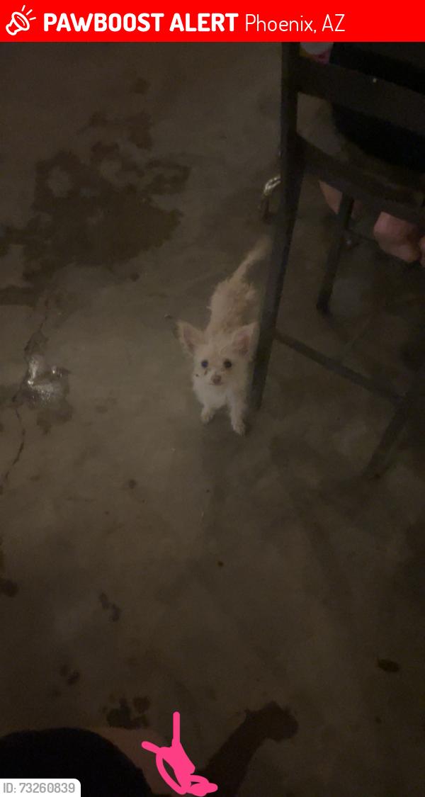 Lost Female Dog last seen S 23rd Ave, Phoenix, AZ 85041
