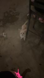 Lost Female Dog last seen S 23rd Ave, Phoenix, AZ 85041