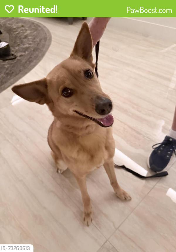 Reunited Female Dog last seen Windwood glen ln, Murrieta, CA 92596