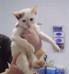 Shelter Stray Male Cat last seen CHARLOTTE, 8315 Byrum Dr, Charlotte, NC 28217, USA