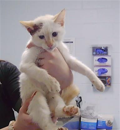 Shelter Stray Male Cat last seen CHARLOTTE, 8315 Byrum Dr, Charlotte, NC 28217, USA
