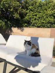 Lost Female Cat last seen 1st and Magna Vista near Dana Middle School, Arcadia, CA 91006
