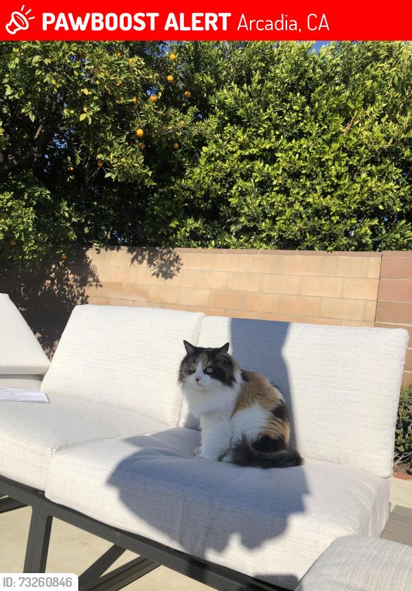 Lost Female Cat last seen 1st and Magna Vista near Dana Middle School, Arcadia, CA 91006