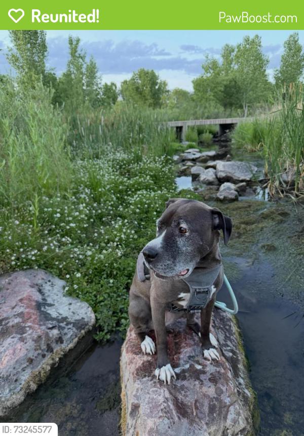 Reunited Female Dog last seen E Mississippi Ave and S Kalispell St, Aurora, CO 80017