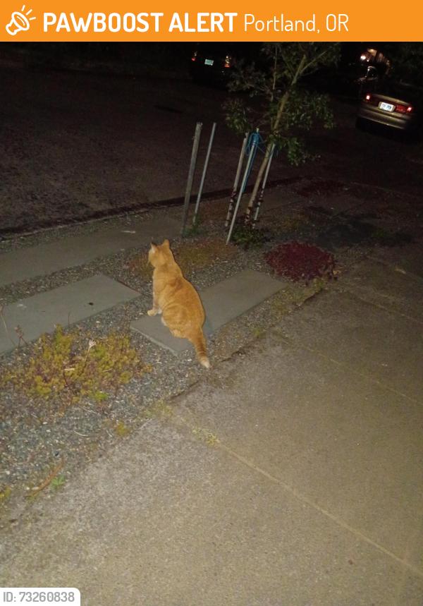 Found/Stray Unknown Cat last seen On SE 71st between SE Stark & SE Thorburn st, Portland, OR 97215