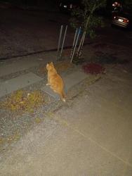 Found/Stray Unknown Cat last seen On SE 71st between SE Stark & SE Thorburn st, Portland, OR 97215