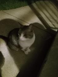 Found/Stray Female Cat last seen Patricia Heights Elementary School, Edmonton, AB T5R 3E9
