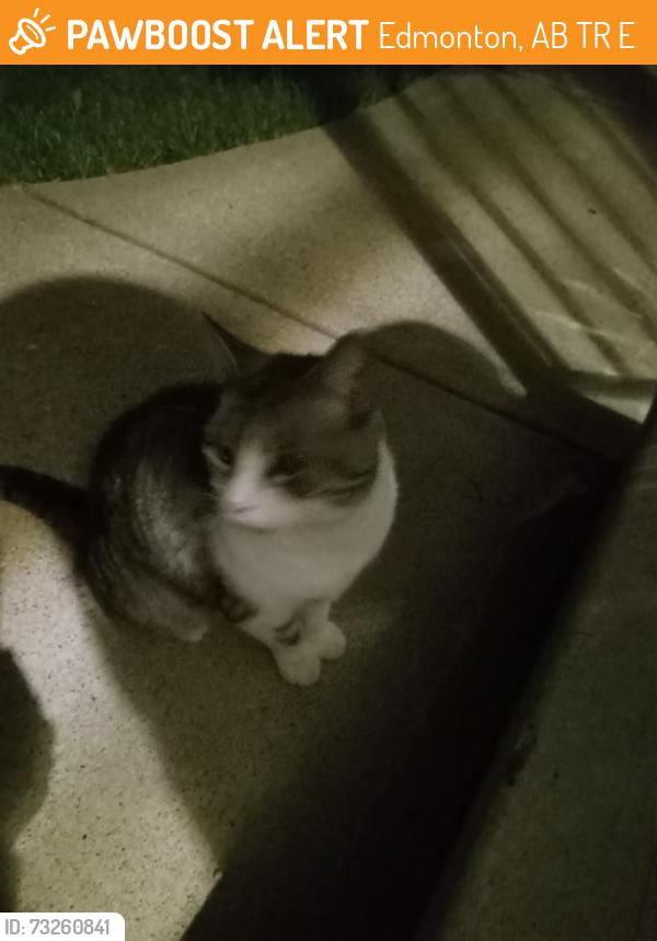 Found/Stray Female Cat last seen Patricia Heights Elementary School, Edmonton, AB T5R 3E9
