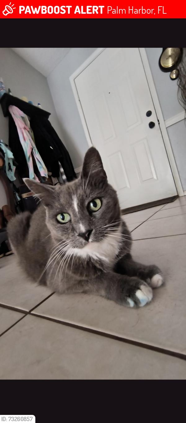 Lost Male Cat last seen Indian trails, Palm Harbor, FL 34683
