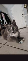 Lost Male Cat last seen Indian trails, Palm Harbor, FL 34683