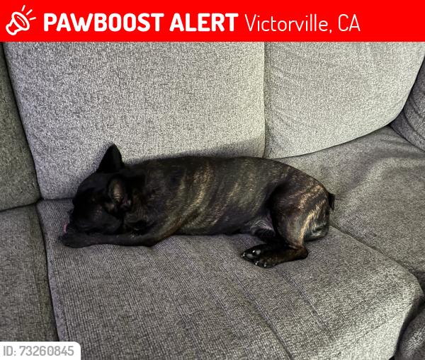 Lost Female Dog last seen Laurel Oak Rd and Topaz by Sunset Ridge Park in VV, Victorville, CA 92392